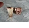 /product-detail/frozen-goat-head-meat-goat-intestine-for-sale-50035688698.html