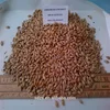 High quality barley, Feed Barley, Barley for Animal and Human Consumption