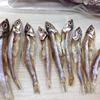 VERY DRY FISH SILVER LINE DRIED ANCHOVY/ SPRATS GOLDEN COLOUR (Viber, Whatsapp: +841687264621)