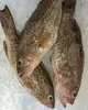 Orange spotted Grouper fish , Yellow spotted grouper fish on sale