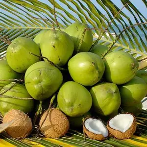 best price fresh semi husked coconut