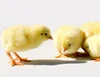 /product-detail/day-old-broiler-chicks-62007418814.html