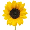 100% Natural Pure Carrier Oil Sunflower Oil