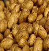 /product-detail/fresh-holland-potato-seeds-50039326151.html