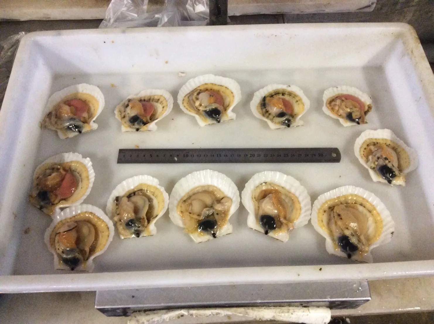 scallop japan sea 2