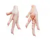 /product-detail/brazilian-halal-chicken-feet-frozen-chicken-paws-at-cmpetative-price-62001056725.html