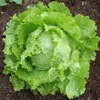 /product-detail/hybrid-f1-lettuce-seeds-for-selling-50036995697.html