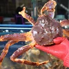 live king crab 5000kg available cheapest BEST FRESH QUALITY