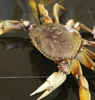 Live Dungeness Crab/Live Mud Crabs/Live Rock Lobsters