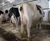 Live Dairy Cows,Simmental Bulls and Pregnant Holstein Heifers Cow