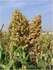 /product-detail/export-quality-grass-seeds-for-singapore-50037059458.html