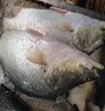 /product-detail/dried-fish-scales-tilapia-fish-scales-sea-bass-fish-scales-factory-62005907174.html