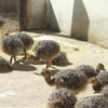/product-detail/ostrich-chicks-for-sale-50043978540.html