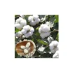 Dried Cotton Seeds Available with Best Price