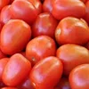 Tomatoes Long Shaped Small Tomatoes Good Quality