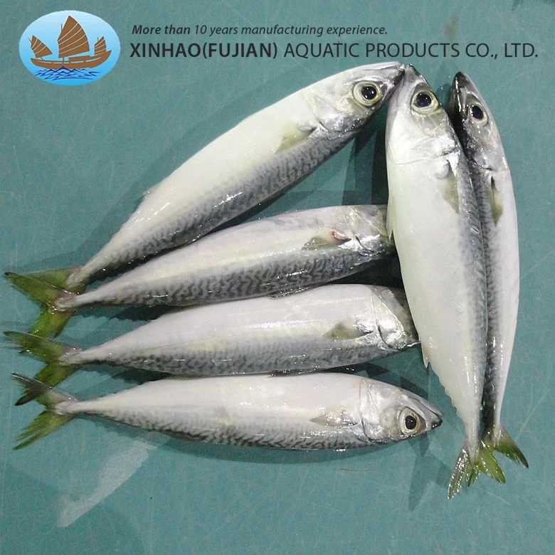 Hot sales seafrozen light catching whole round fresh fish pacific mackerel