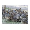 /product-detail/ostrich-eggs-chicks-mature-ostrich-birds-for-sale-50031654315.html