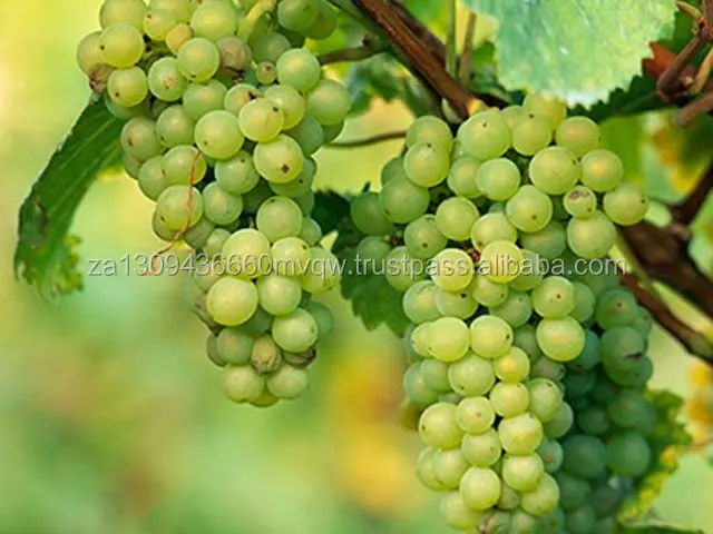 green grape 2.jpg