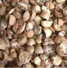Dried Areca Nut-Whole and Split Betel Nut / Dried Betel Nut