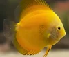 /product-detail/quality-live-discus-fish-62006689388.html