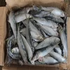 /product-detail/pure-quality-frozen-pacific-herring-at-low-market-price-62000427641.html