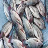 /product-detail/top-grade-fresh-tilapia-fish-from-bangladesh-50038958520.html