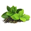 GREEN TEA LEAVES/ GREEN CHADI PATTI/ GREEN CHA PATA
