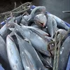 /product-detail/whole-yellowfin-tuna-frozen-yellowfin-tuna-saku-50033325869.html