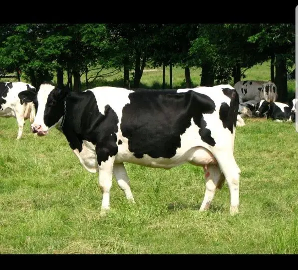 الأبقار الحية ، هولشتاين الفريزية والأبقار 8100 كجم من ألمانيا
