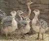/product-detail/ostrich-chicks-for-sale-62006448987.html