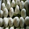 /product-detail/fresh-white-garlic-supplier-50038137726.html
