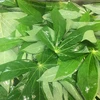 /product-detail/origin-frozen-cassava-leaves-high-quality-and-best-price-for-sale-62001392360.html
