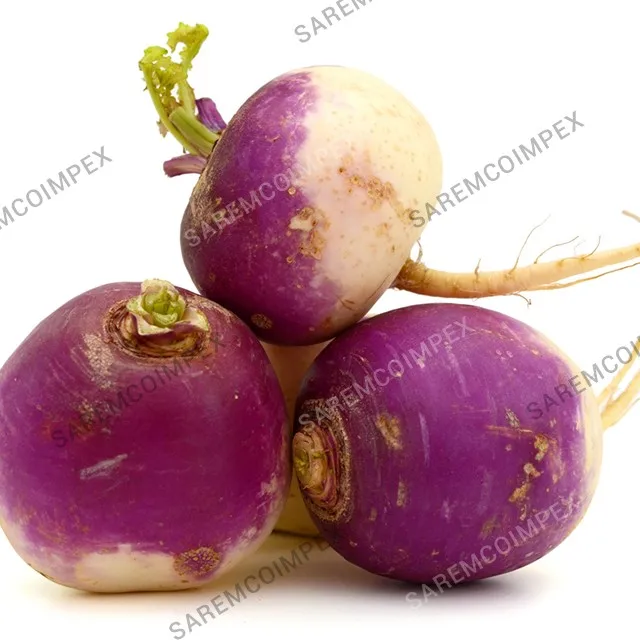 purple wholesale turnip / bulk purple turnip suppliers