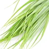 /product-detail/citronella-oil-organic-ecocert-certified-50029969886.html