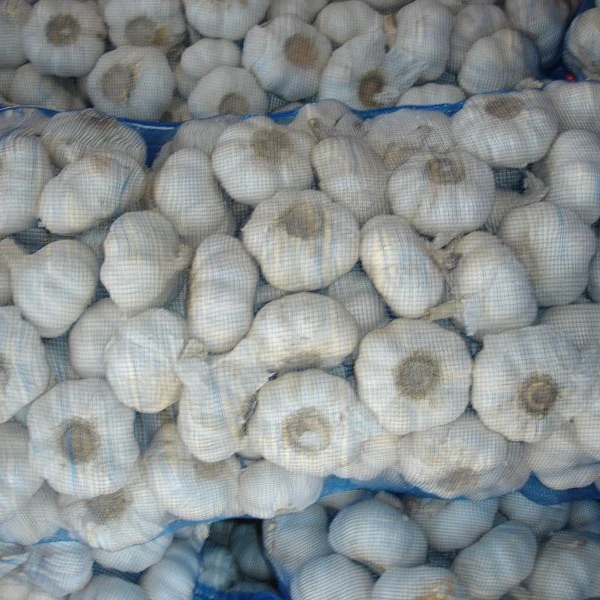 Fresh & dried garlic high quality