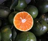 /product-detail/fresh-orange-fruit-green-as-export-oranges-50034724400.html