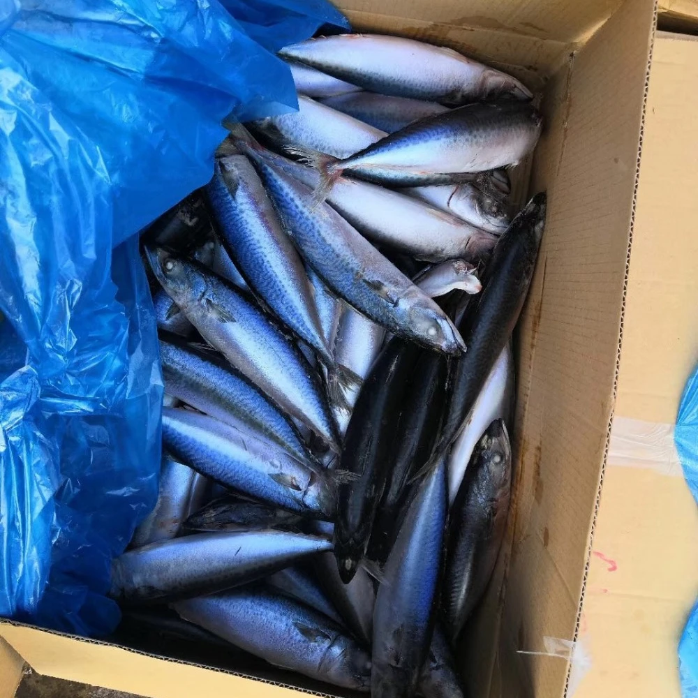 24 MOIS de DURÉE DE CONSERVATION 120-140 pièces IQF Congelé entier rond frais poisson maquereau à vendre meilleur prix.