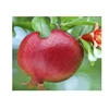 Indian Origin Pomegranate In 50 Kg. Jute Or PP Bag Packing