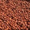 /product-detail/high-grade-dried-raw-cocoa-beans-for-sale-62001601180.html