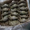 Quality Live Coconut Crab / Live Mud Crabs / Live King Crab Price