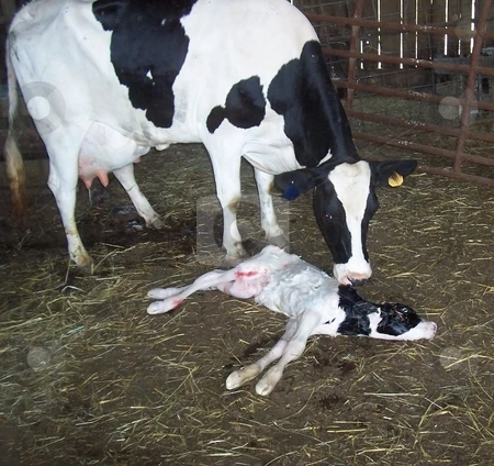 En directo/Live las vacas lecheras y embarazada Holstein novillas vaca para venta