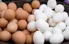 White and Brown Chicken Eggs, Fresh Table Eggs/Farm Fresh Chicken Eggs