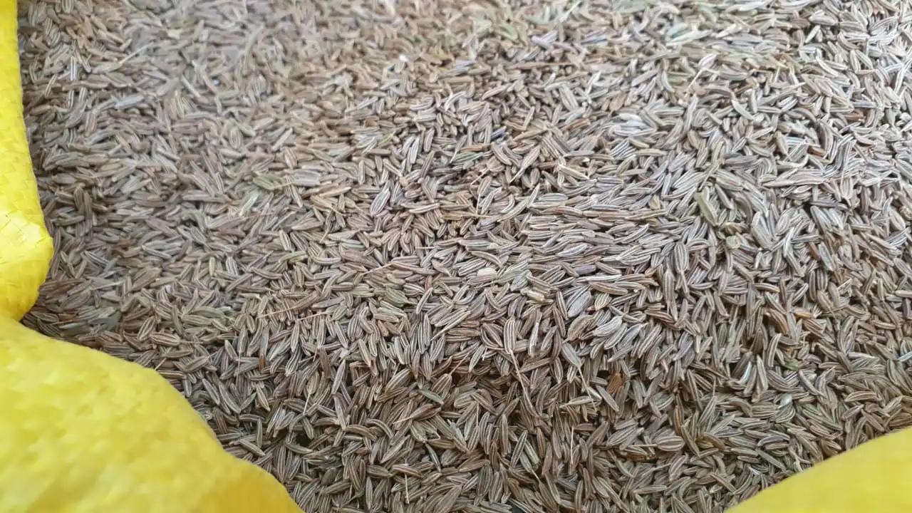 caraway seeds