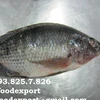 FROZEN BLACK TILAPIA WHOLE ROUND (not clean). Special offer from VILACONIC