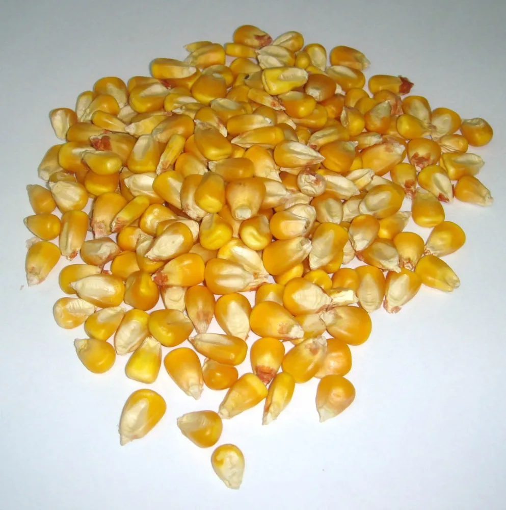 yellow corn grade 2