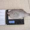 HGT Frozen Leather Jacket Fish for sale now