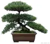 /product-detail/podocarpus-bonsai-money-three-50038170416.html