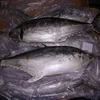 High Quality Frozen Bonito Skipjack Fish Tuna for Sale