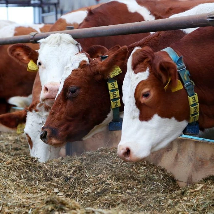 Caliente venta pura sangre embarazada Holstein becerras/las vacas para venta