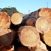 Low price construction wood Pine, Spruce and Red Meranti Sawn Timber logs